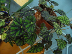 Begonia bowerae