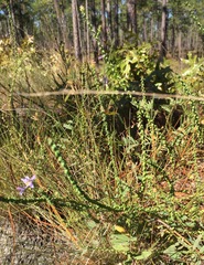 Symphyotrichum walteri
