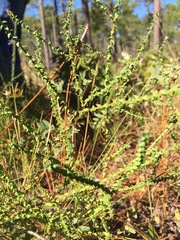 Symphyotrichum walteri