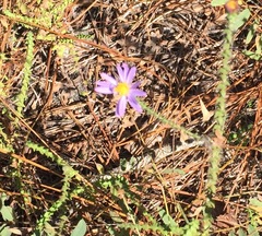 Symphyotrichum walteri