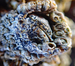 Collemopsidium ostrearum