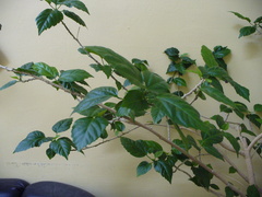 Abutilon hybridum