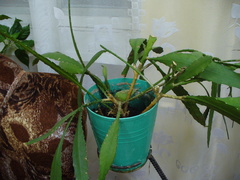 Disocactus ackermannii