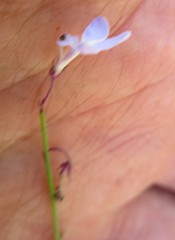 Lobelia dasyphylla