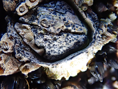 Collemopsidium ostrearum