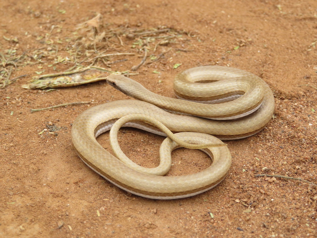 Keller's Bark Snake
