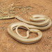 Keller's Bark Snake - Photo (c) glorysummay, some rights reserved (CC BY-NC), uploaded by glorysummay