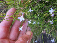 Lobelia dasyphylla
