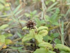 Melanthera prostrata