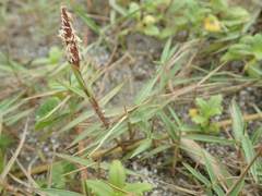 Zoysia macrostachya