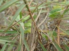 Zoysia macrostachya