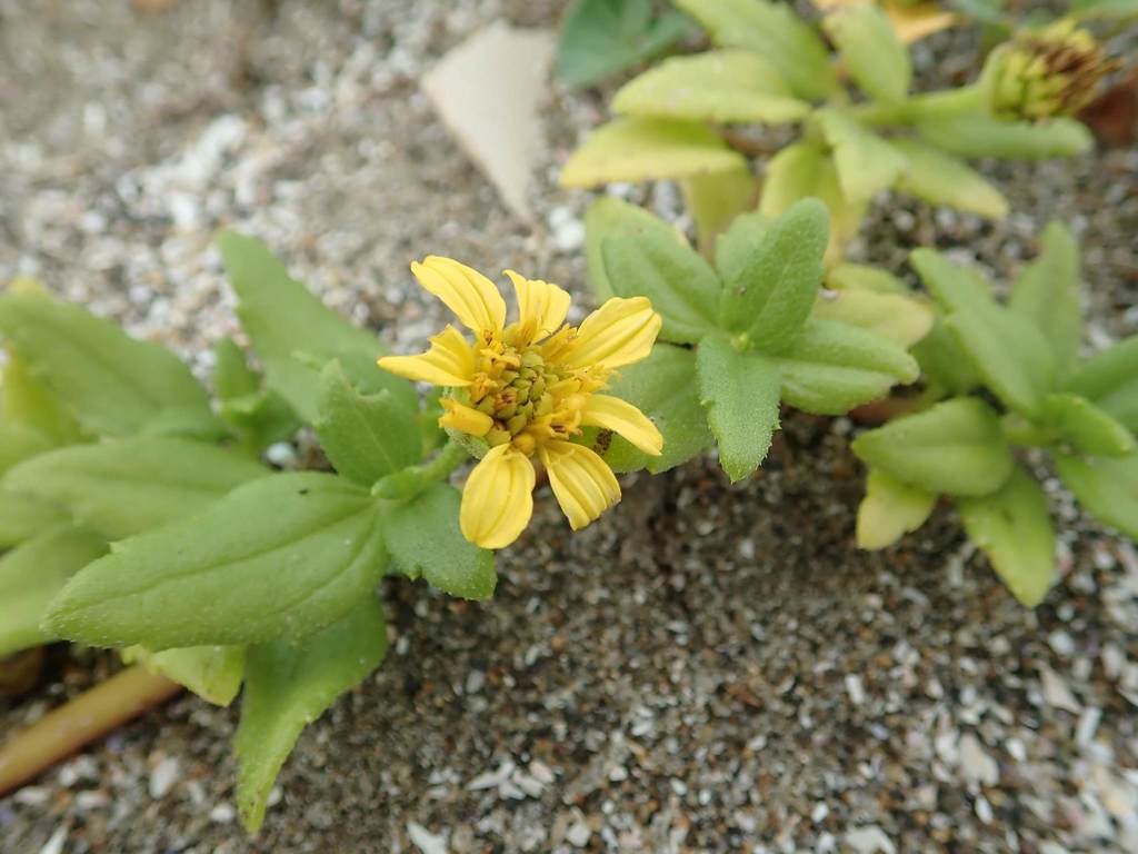 Melanthera prostrata (Melanthera prostrata)