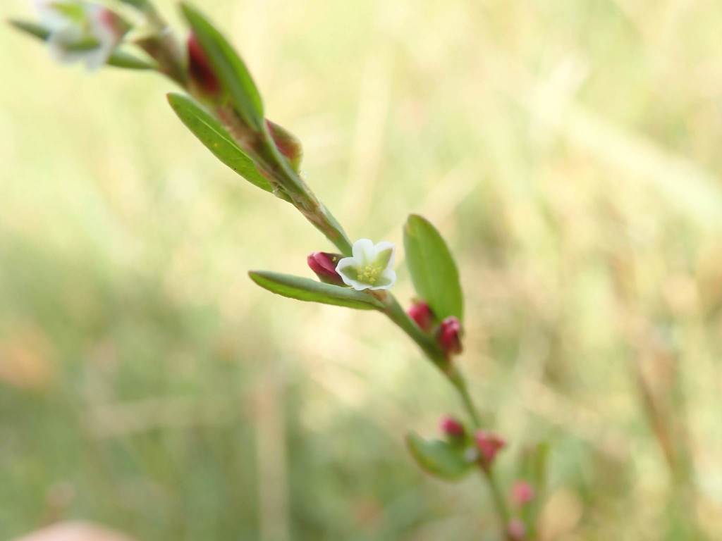 Polygonum polyneuron