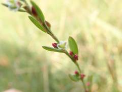 Polygonum polyneuron
