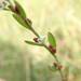 Polygonum polyneuron - Photo (c) Mizuki Shimoda, some rights reserved (CC BY-NC), uploaded by Mizuki Shimoda