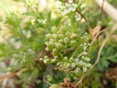 Cnidium japonicum