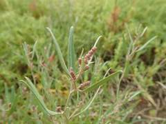 Atriplex gmelinii