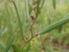 Atriplex gmelinii