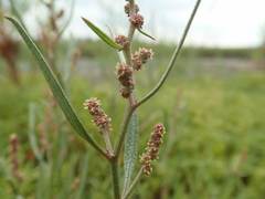 Atriplex gmelinii