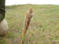 Ischaemum anthephoroides