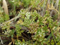 Cnidium japonicum