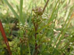 Cnidium japonicum