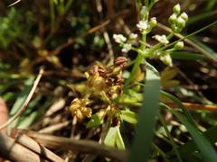 Cnidium japonicum