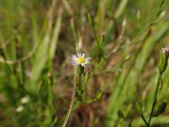 Symphyotrichum subulatum subulatum