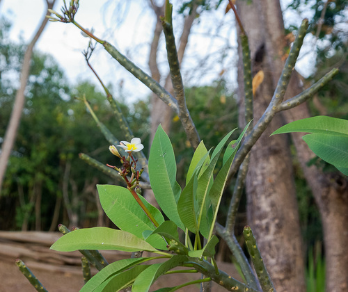 Plumeria rubra image