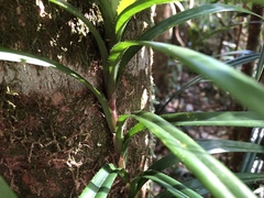 Freycinetia excelsa