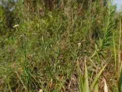 Symphyotrichum subulatum subulatum