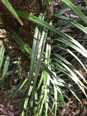 Freycinetia excelsa