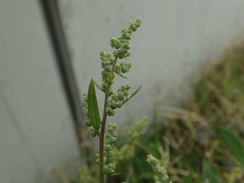 Atriplex subcordata iNat (3)