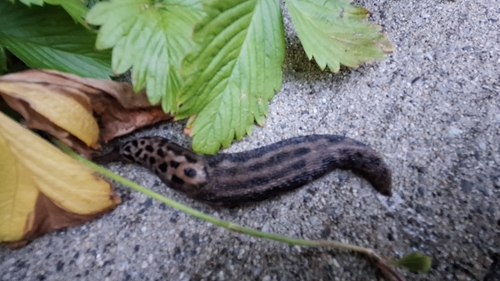 Limax maximus