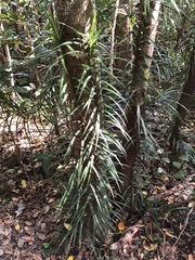 Freycinetia excelsa