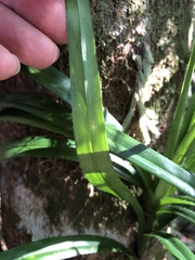 Freycinetia excelsa