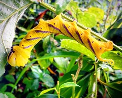 Acherontia