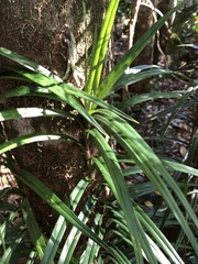 Freycinetia excelsa