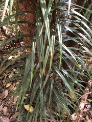 Freycinetia excelsa
