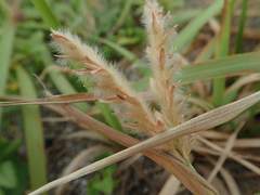 Ischaemum anthephoroides