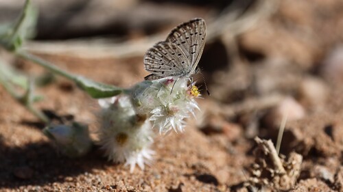 African Grass Blue