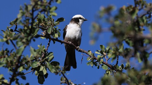 White-crowned Shrike