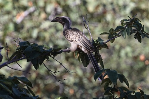 African Gray Hornbill