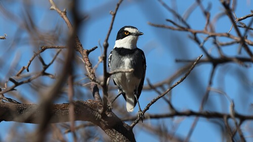 White-tailed Shrike