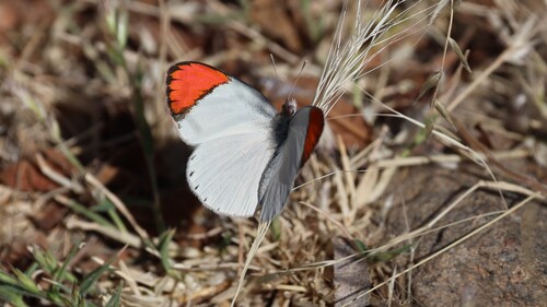 Southern Round-winged Orange Tip