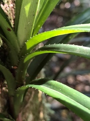 Freycinetia excelsa