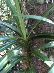 Freycinetia excelsa