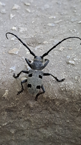 Morimus funereus