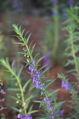 Angelonia angustifolia