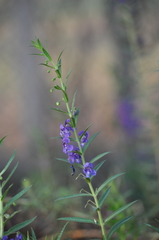 Angelonia angustifolia